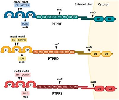 LAR Receptor Tyrosine Phosphatase Family in Healthy and <mark class="highlighted">Diseased Brain</mark>